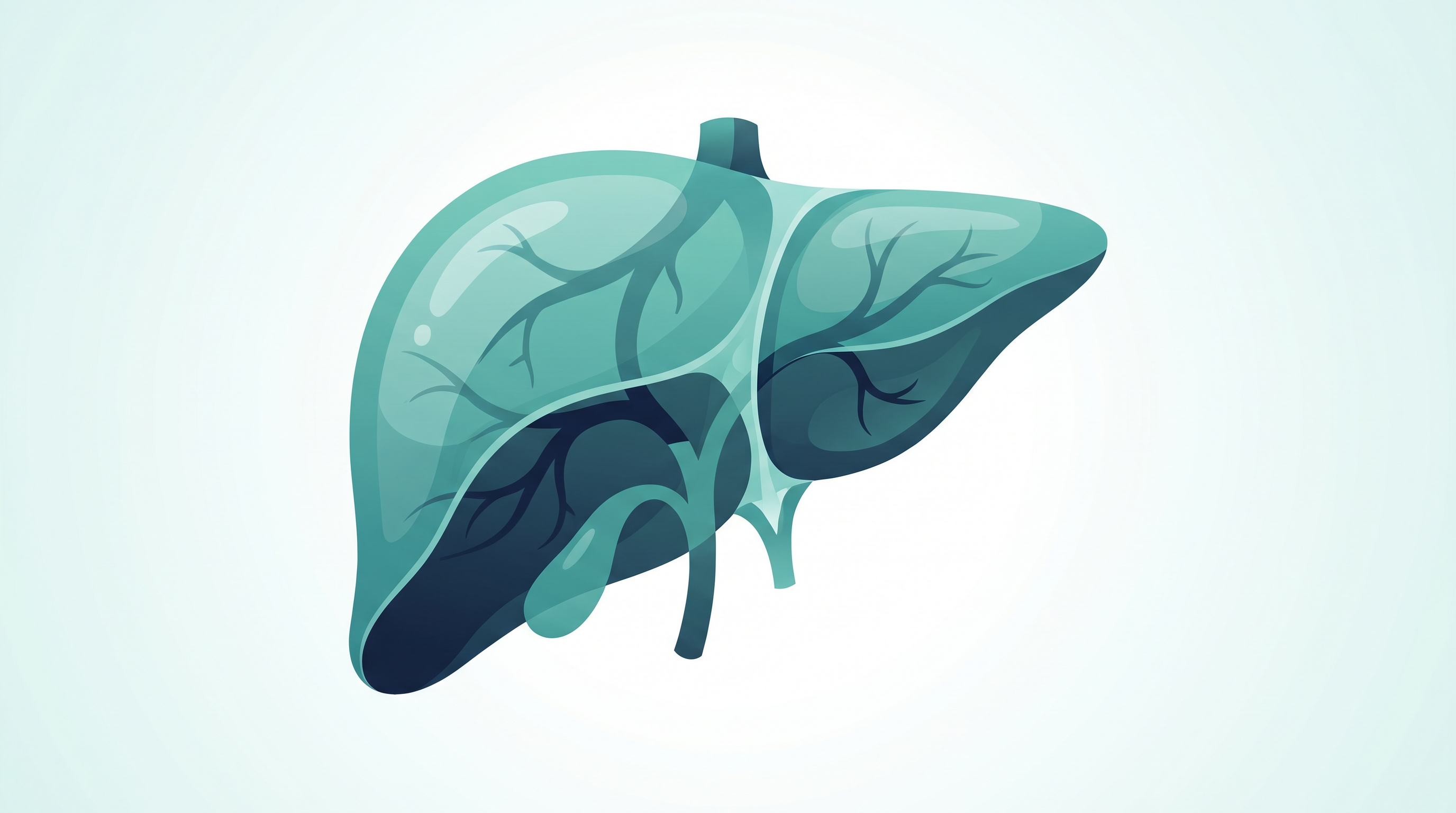Liver anatomy illustration